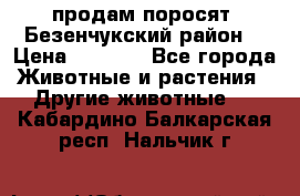 продам поросят .Безенчукский район  › Цена ­ 2 500 - Все города Животные и растения » Другие животные   . Кабардино-Балкарская респ.,Нальчик г.